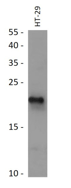 Anti-RPL24