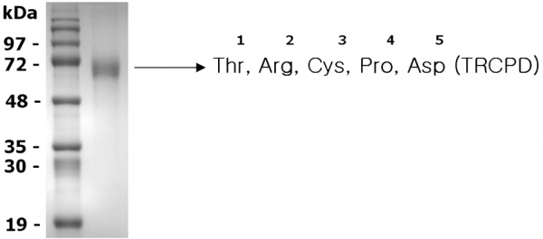 Progranulin (mouse) (rec.) (untagged)