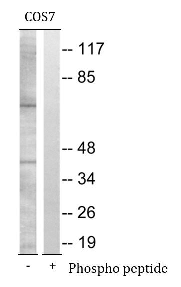 Anti-phospho-CDC25B (Ser353)