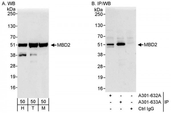 Anti-MBD2