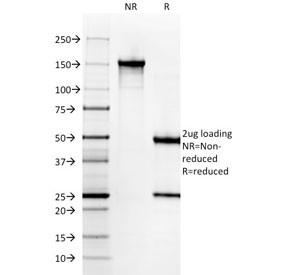 Anti-Gastrin, clone GAST/2631