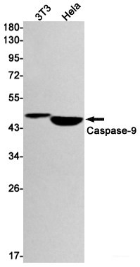 Anti-Recombinant Caspase 9, clone R09-4C4
