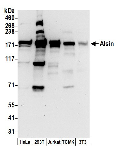 Anti-Alsin