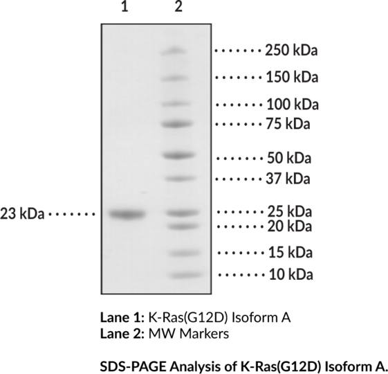 K-Ras(G12D) Isoform A (human, recombinant)