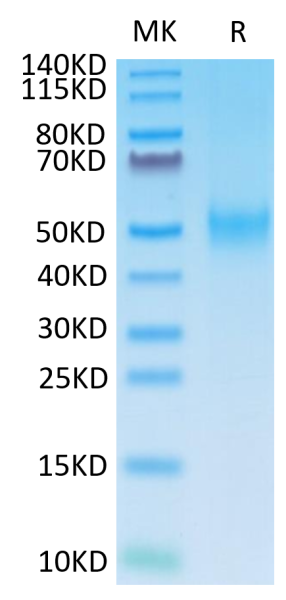 Mouse B7-1/CD80 Protein