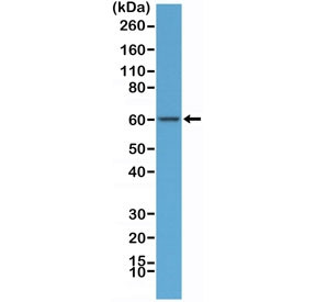 Anti-AMPK alpha 1 / AMPKA1 (C-Terminal Region) (recombinant antibody), clone RM301