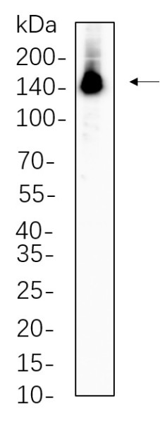 Anti-Recombinant Phospho-ULK1 (Ser757), clone 1F11