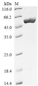 Tetanus toxin, partial, Clostridium tetani, recombinant