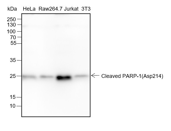Anti-Recombinant Cleaved PARP1 p25, clone A189