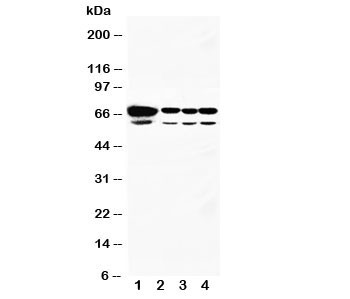 Anti-HSPA2