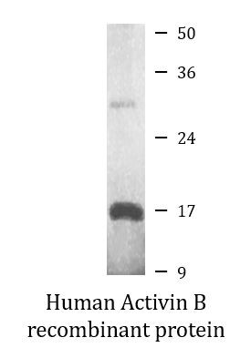 Human Activin B recombinant protein (Active)