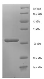 Pollen allergen Dac g 3, partial, Dactylis glomerata, recombinant