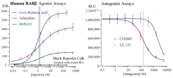 RARbeta (human) Reporter Assay Kit