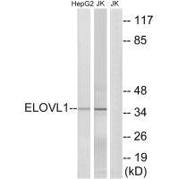 Anti-ELOVL1