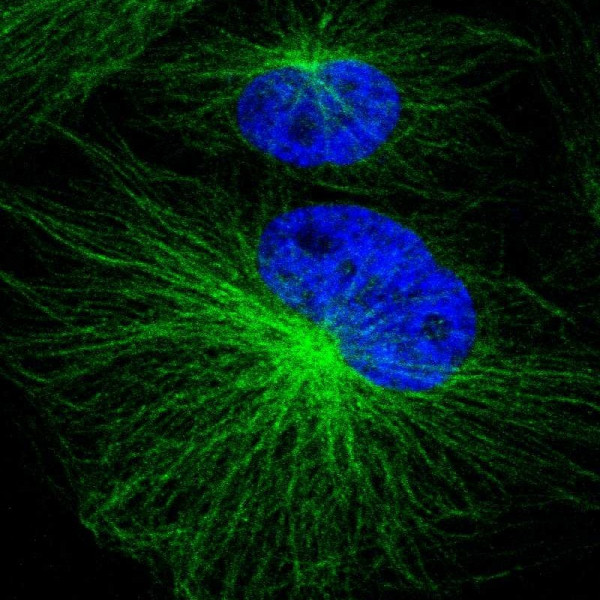 Anti-PSMA3