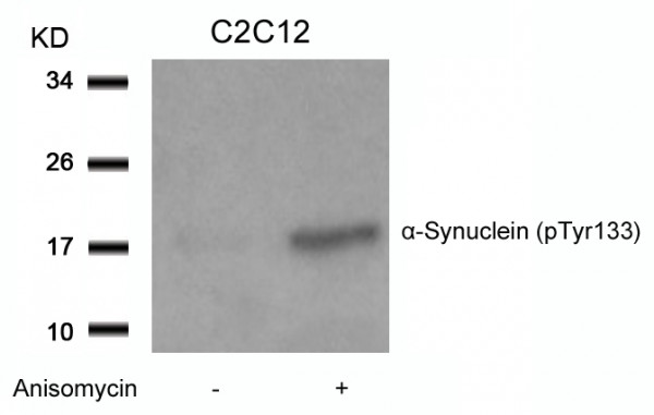 Anti-phospho-alpha Synuclein (Tyr133)