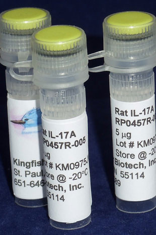 IL-17A, rat recombinant (rraIL-17A)