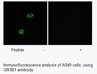 Anti-OR1B1