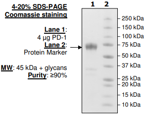 PD-1 (CD279), Fc fusion, Biotin-labeled (Mouse) HiP(TM)
