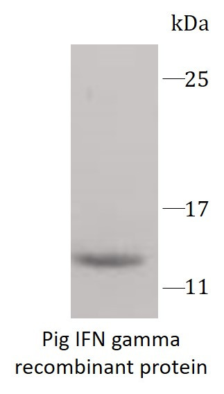 Pig IFN gamma recombinant protein (Active) (His-tagged)