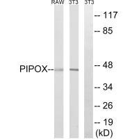 Anti-PIPOX