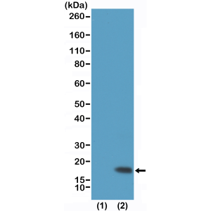 Anti-Trimethyl Histone H3 (Lys9), Rabbit Monoclonal (RM389)