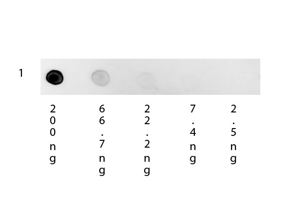 Anti-Human IgG (H&L), Rhodamine conjugated