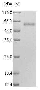 Hyaluronidase-2 (HYAL2), human, recombinant