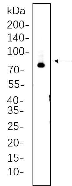 Anti-Recombinant Synapsin I, clone 4B10