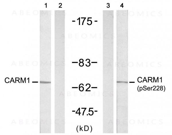 Anti-phospho-CARM1(Ser228)