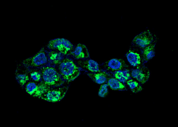 Anti-Apolipoprotein A-I/APOA1 Monoclonal Antibody