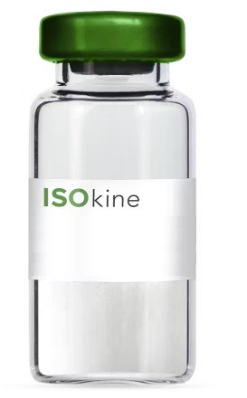 IFN gamma (IFN-gamma),rHuman,Animal Free,High Purity/Bioactivity