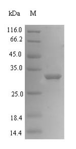 Mediator of DNA damage checkpoint protein 1 (MDC1), partial, human, recombinant