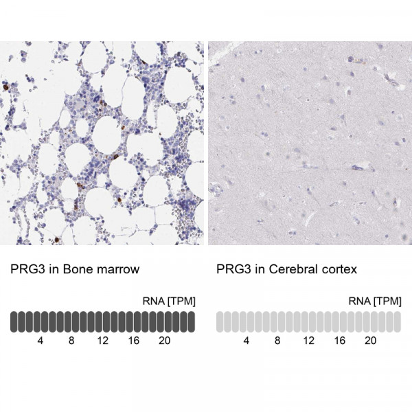 Anti-PRG3