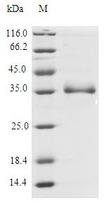 Interleukin-26 (IL26), human, recombinant