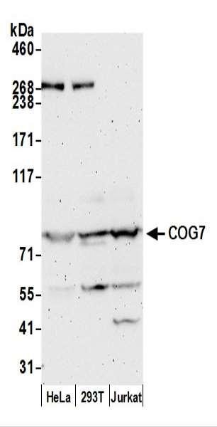 Anti-COG7