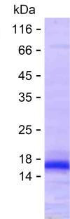 PECAM1 (human), recombinant protein