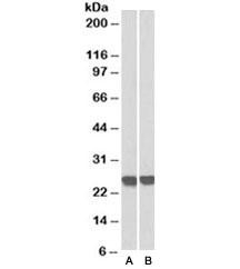 Anti-GRB2 [Biotin Conjugate]