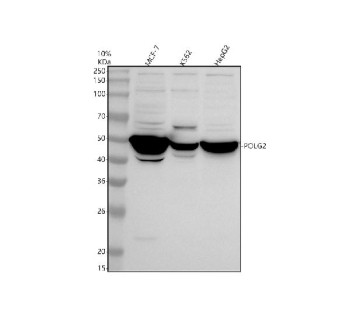 Anti-POLG2 / DNA polymerase subunit gamma-2