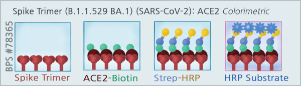 Spike Trimer (S1+S2) (B.1.1.529 BA.1, Omicron Variant) (SARS-CoV-2): ACE2 Inhibitor Screening Colori
