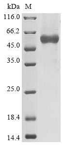Nucleoprotein (N), human coronavirus OC43, recombinant