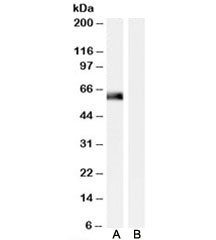 Anti-SNTA1