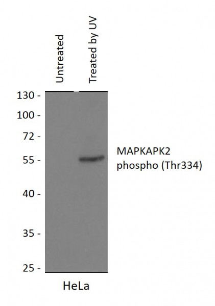 Anti-phospho-MAPKAPK-2 (Thr334)