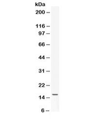 Anti-Leptin / LEP