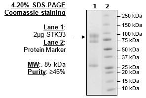 STK33, active, human recombinant, N-terminal GST-tag