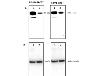 Revitablot(TM) Western Blot Stripping Buffer