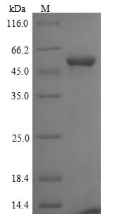 F-box/LRR-repeat protein 2 (FBXL2), human, recombinant