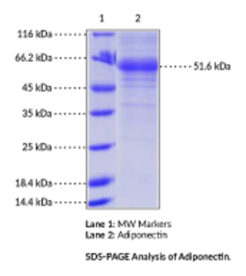 Adiponectin (human, recombinant)