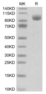 IFN alpha/beta R1 hFc Chimera, Mouse