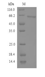 Semenogelin-2 (SEMG2), human, recombinant